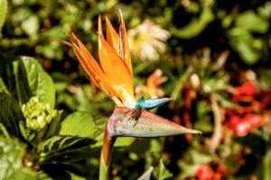 VSPTFNC1132 VSPTFNC1132