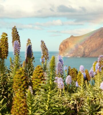 Yogaferie Madeira januar 2025
